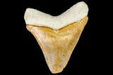 Serrated, Fossil Megalodon Tooth - Florida #110454-1